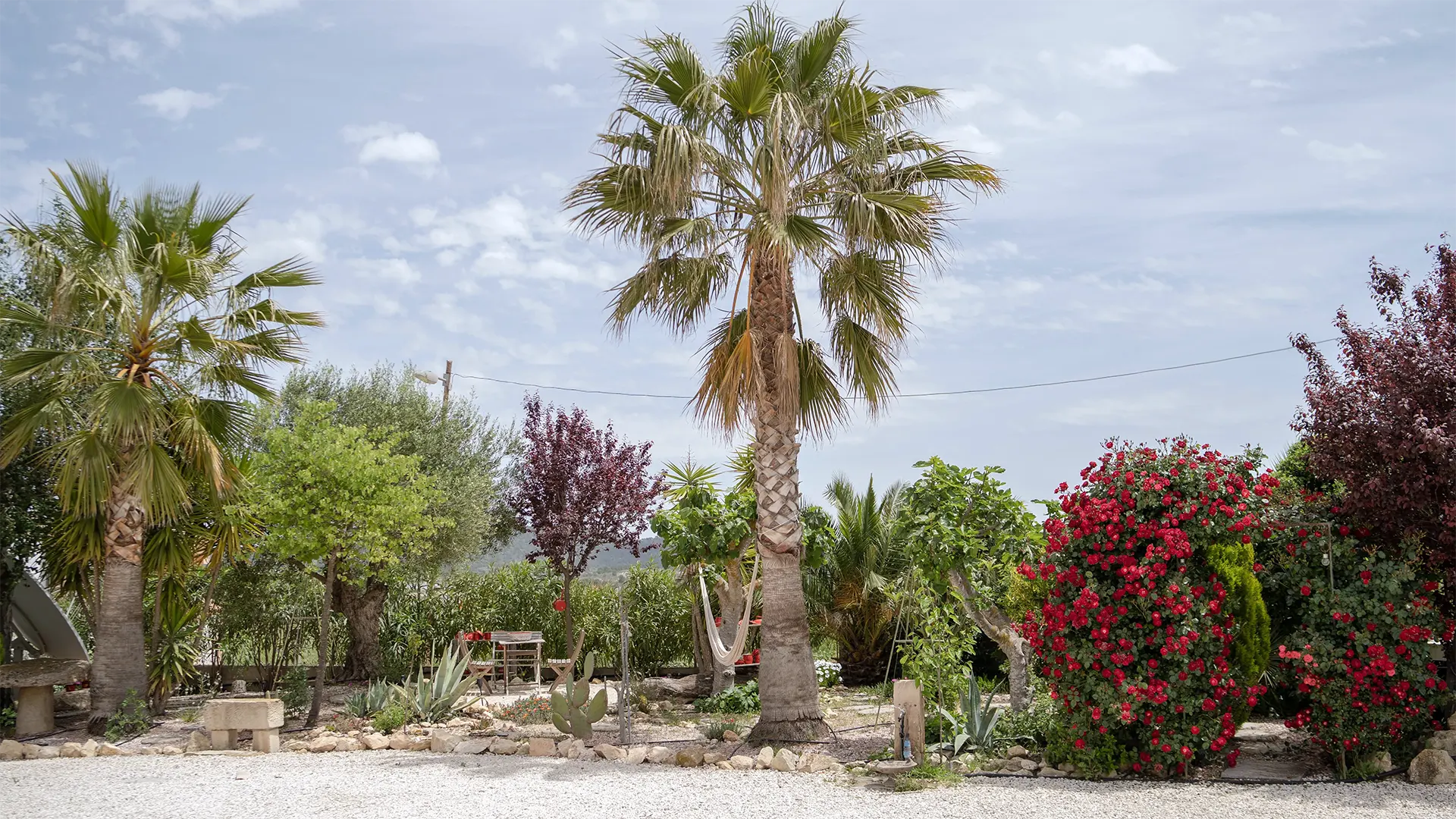 familia-tuin-met-palmboom